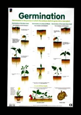 Germination - Poster - Posters - The Science Shop