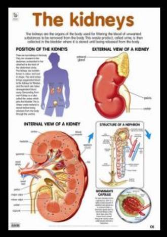 Kidney - Poster - Posters - The Science Shop