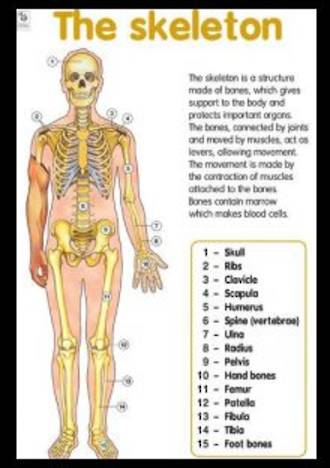 Skeleton - Poster - Posters - The Science Shop